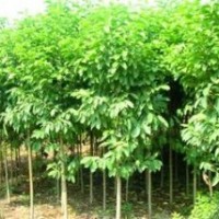 苗圃供應(yīng)杜英價(jià)格 10公分杜英價(jià)格 12公分杜英價(jià)格