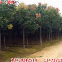 金葉榆,福緣,矮桿金葉榆球