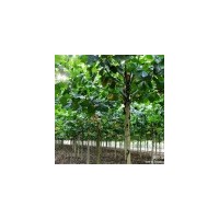 河南11公分法桐