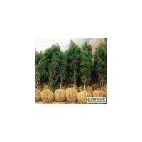 【晉南苗木】占地白皮松側(cè)柏