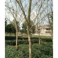 供應(yīng)海棠樹(shù)骨架、全冠8-15公分