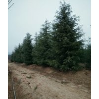 供應雪松玉蘭紅葉石楠馬褂木櫸樹樸樹等綠化苗木