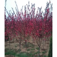 河北金葉榆_河北紅葉碧桃_紅寶石海棠_亞當(dāng)海棠