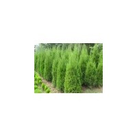 山西1米以上側(cè)柏 蜀儈低價(jià)出售