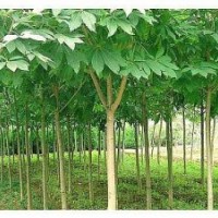 利元苗木大量出售浙江馬褂木聯(lián)系電話(huà)：15263086222