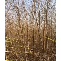 供應(yīng)4-8公分碧桃