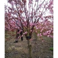 苗圃現(xiàn)貨批發(fā)美人梅，最新美人梅報價表