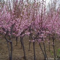 8公分~10公分美人梅價格，苗圃自產(chǎn)自銷，市場