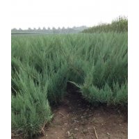 供應(yīng)水蠟小苗、水蠟球、紅瑞木、沙地柏