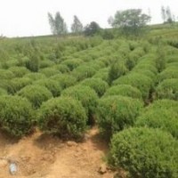 低價出售自己家的儈柏大量