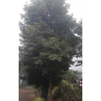 楨楠(金絲楠木)