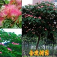 供應(yīng)合歡、皂角、枸杞樹苗