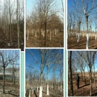 供白蠟，國(guó)槐，杜梨，五角楓，黃櫨，黃山欒，流蘇等