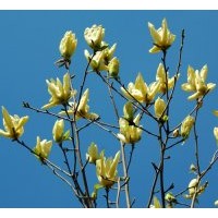 北京綠化苗木玉蘭樹出售