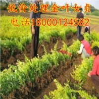 熱銷(xiāo)基地 金葉女貞苗 灌木金森女貞 金葉女貞球規(guī)格齊全量大從優(yōu)