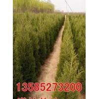 塔柏價(jià)格-H1米-1.2米-1.5米-2米塔柏低價(jià)直銷-塔柏基地