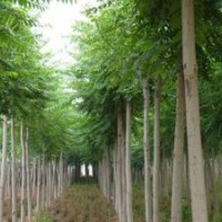 博野縣豐林苗圃場(chǎng)大量出售千頭椿