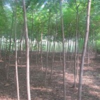 博野縣豐林苗圃場(chǎng)大量出售火炬樹(shù)