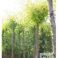 博野縣豐林苗圃場(chǎng)大量出售金葉槐