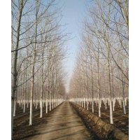 美國紅楓14-22公分大量