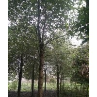 成都香樟基地高桿香樟揮淚大甩賣