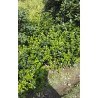 大葉黃楊小毛球