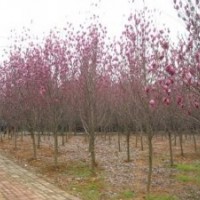 紅玉蘭精品苗圃價格，南京紅玉蘭樹價格，紅玉蘭基地