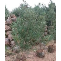 供應(yīng)50公分營養(yǎng)缽白皮松