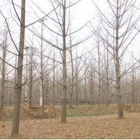 銀杏樹(shù)價(jià)格_興隆銀杏_27公分銀杏樹(shù)價(jià)格