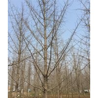 銀杏樹(shù)_興隆銀杏_16公分銀杏樹(shù)的價(jià)格