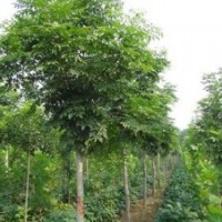 臨汾北欒基地,亞太園林,北欒基地北京欒樹基地