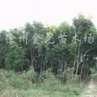 4-15CM黃山欒樹(shù)