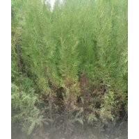 2米左右側(cè)柏