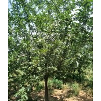 東紅果海棠5-6公分10公分