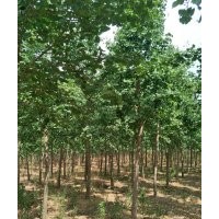 銀杏7-8-9-10-12-15-18-20公分