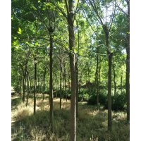 白蠟6-7-8-9-10-12-15公分