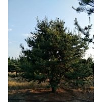 五針?biāo)?/></a>
<div><a href=