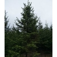 云杉2-3-4-5米