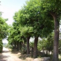 銷售40公分精品國槐南京國槐產(chǎn)地