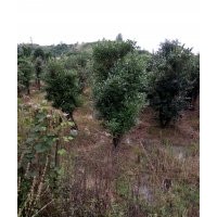 湖南直銷高檔樁景烏飯樹 烏飯樹嫁接藍莓 赤楠