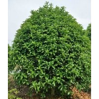 大量供應(yīng)桂花：桂花,四季桂,金桂