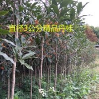 產(chǎn)地大量出售精品朱砂丹桂移植苗直徑1-3公分