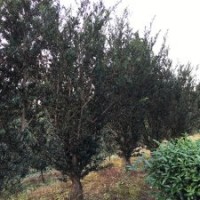 福建浦城出售羅漢松直徑5-20公分