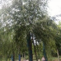 供應(yīng)各種綠化苗木