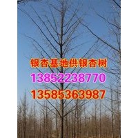 山東銀杏樹苗出售,山東銀杏樹苗,興隆銀杏(多圖)