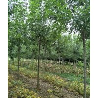 8-20公分白蠟樹(shù)