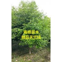 成都天竺桂種植基地 四川天竺桂價(jià)格天竺桂批發(fā)出售
