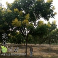 欒樹_黃山欒樹基地