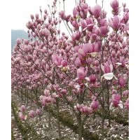 出售紅玉蘭 白玉蘭紫玉蘭