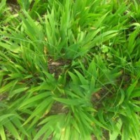 鳶尾_蝴蝶蘭_黃花鳶尾